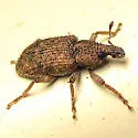 Listronotus sparsus - photo 2