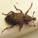 Listronotus sparsus - photo 3