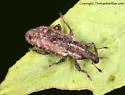Listronotus sparsus - photo 4