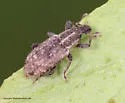Listronotus sparsus - photo 5