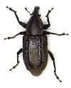 Listronotus squamiger - photo 2
