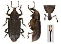 Listronotus squamiger - photo 3