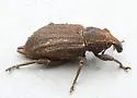 Listronotus squamiger - photo 4