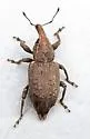 Listronotus squamiger - photo 5