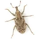 Listronotus suturalis - Listronotus suturalis