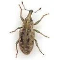 Listronotus suturalis - photo 2