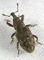 Listronotus suturalis - photo 3