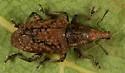 Listronotus tuberosus - Listronotus tuberosus