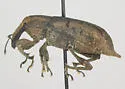 Listronotus tuberosus - photo 2