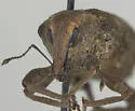 Listronotus tuberosus - photo 3
