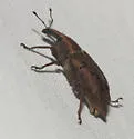 Listronotus tuberosus - photo 5