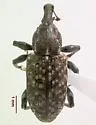 Listronotus turbatus - photo 2