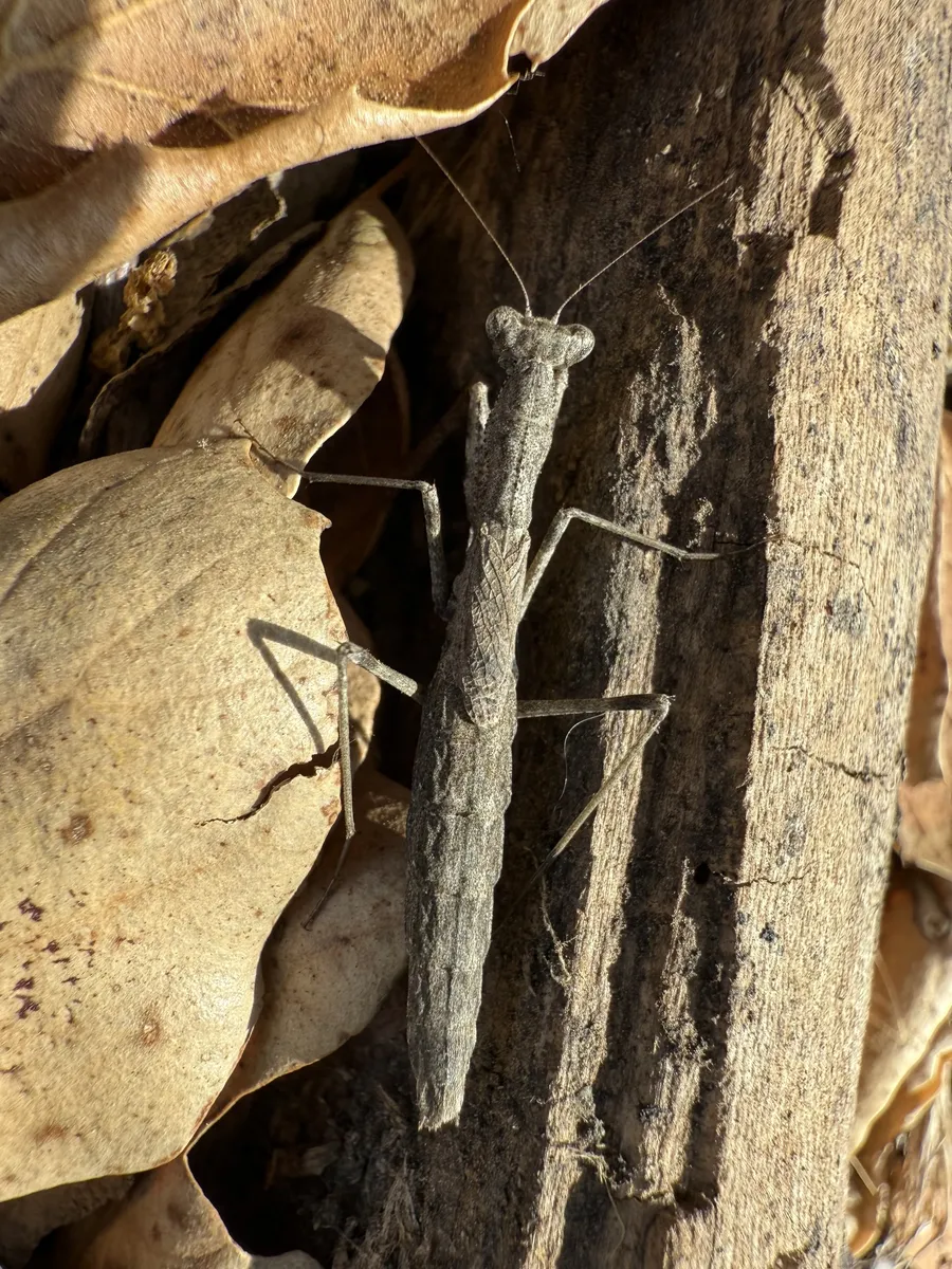 Litaneutria chaparrali - photo 3