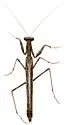Litaneutria elongata