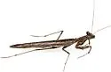 Litaneutria elongata - photo 2