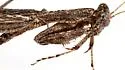 Litaneutria elongata - photo 3