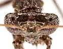 Litaneutria elongata - photo 5