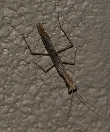 Litaneutria emarginata - photo 2