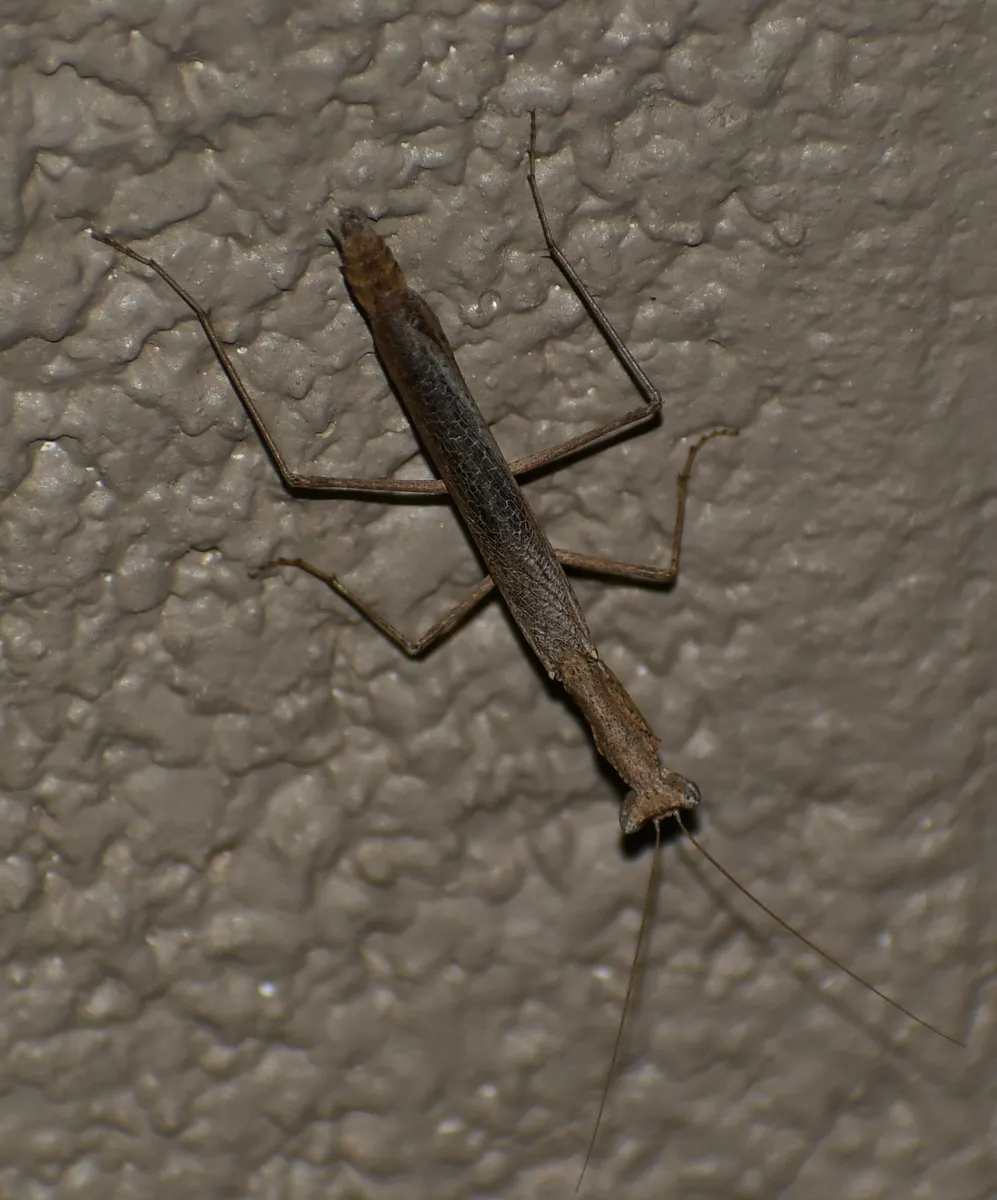 Litaneutria emarginata - photo 3
