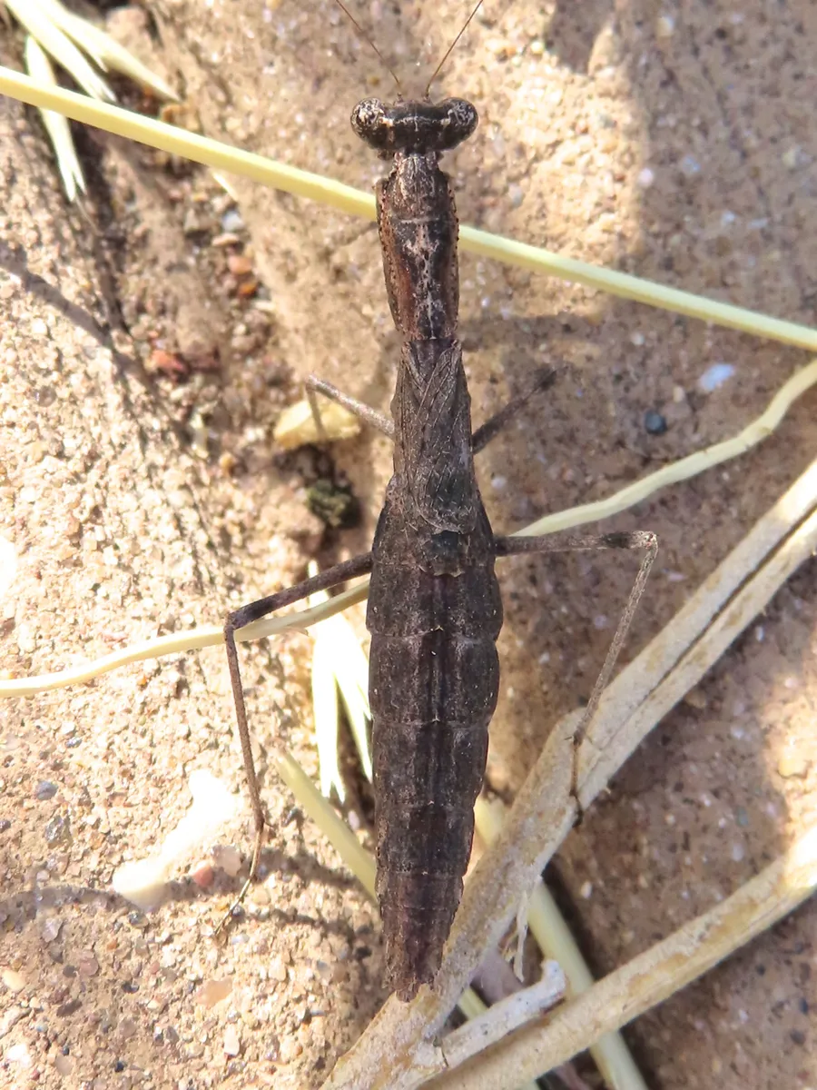 Litaneutria minor
