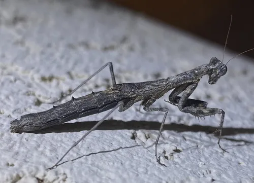 Litaneutria obscura