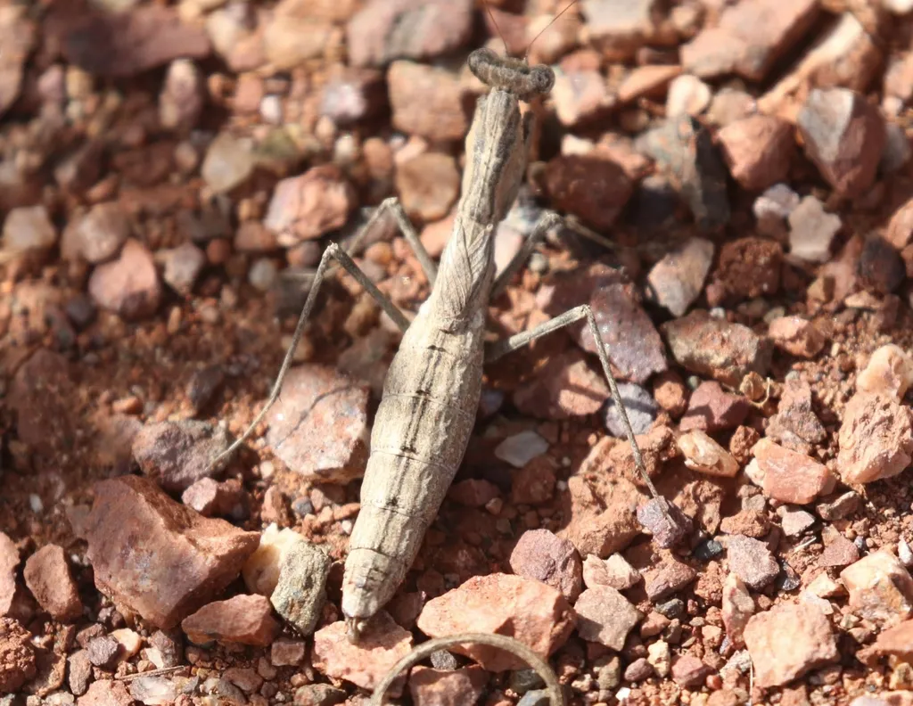 Litaneutria ocularis