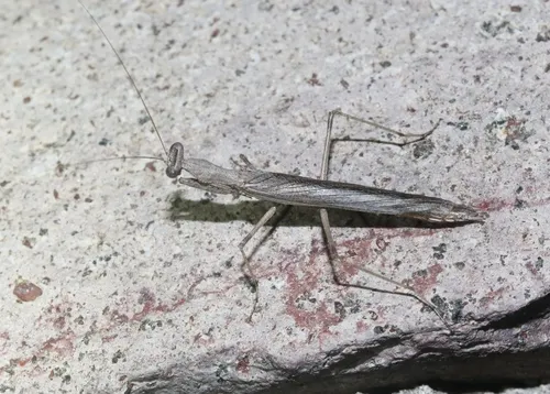 Litaneutria skinneri