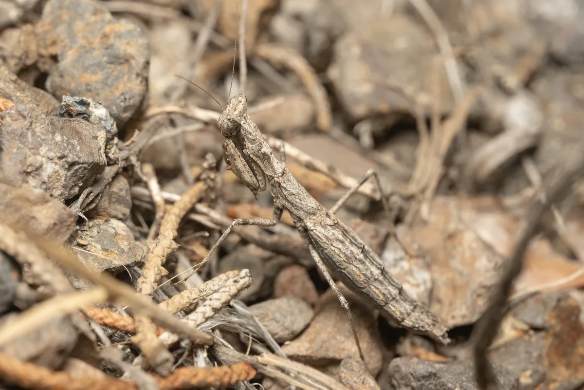 Litaneutria superna - photo 3