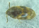 Stored Grain Fungus Beetle