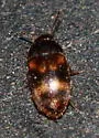 Stored Grain Fungus Beetle - photo 2