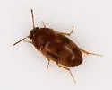 Stored Grain Fungus Beetle - photo 3