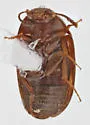 Stored Grain Fungus Beetle - photo 4