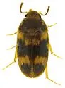 Stored Grain Fungus Beetle - photo 5