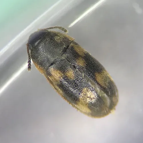 Litargus connexus