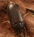 Litargus grandis