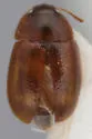 Litargus nebulosus