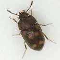 Litargus sexpunctatus