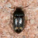 Litargus sexpunctatus - photo 2