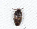 Litargus sexpunctatus - photo 3