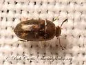 Litargus sexpunctatus - photo 4
