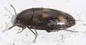 Litargus sexpunctatus - photo 5