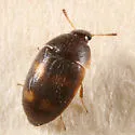 Litargus tetraspilotus