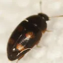 Litargus tetraspilotus - photo 2