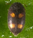 Litargus tetraspilotus - photo 3