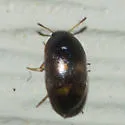 Litargus tetraspilotus - photo 4