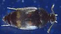 Litargus tetraspilotus - photo 5