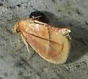 Lithacodes fiskeanus - Hodges#4663