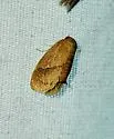 Lithacodes fiskeanus - Hodges#4663 - photo 3