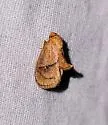 Lithacodes fiskeanus - Hodges#4663 - photo 4