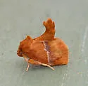 Graceful Slug Moth - Hodges#4664 - photo 2